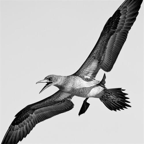 Ronald Mallant - Thema Grafische Fotografie - 1